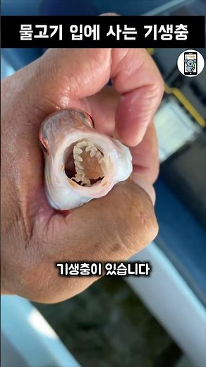 물고기 입안에 사는 기생충