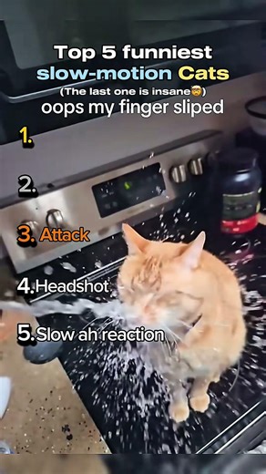 Top 5 slow-mo cats #slowmotion #top5 #cats #funny #videos #funnycats #funnyvideo