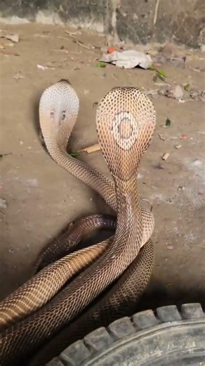 Snake making foam 🐉🤣🤣🤣 #snake #reels #foryou #animals #viral #cobra #shortvideo #wildlife
