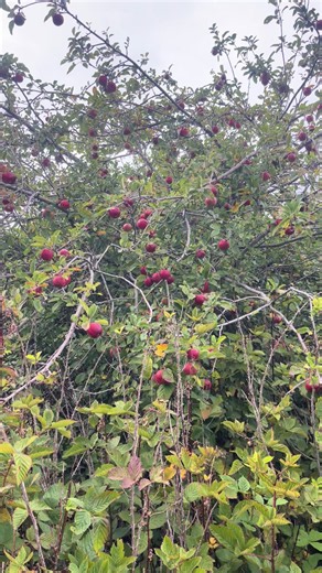 En qué tiempo da manzana José Constanza - Manzanas en Constanza