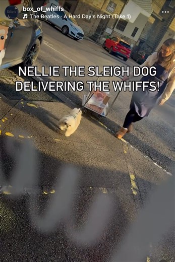 Not just Nellie the Whiff Dog. It’s now Nellie the Sleigh Dog! This furry lass needs her own social media! | Box of Whiffs