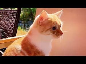 Seven-month-old kittens going outdoors for the first time🐾🥰#cats