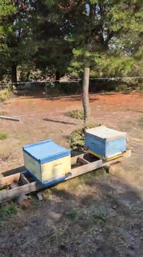 TIPS AND TRICKS: This is how your apiary should look for winter. TELL US HOW YOU SET UP YOURS