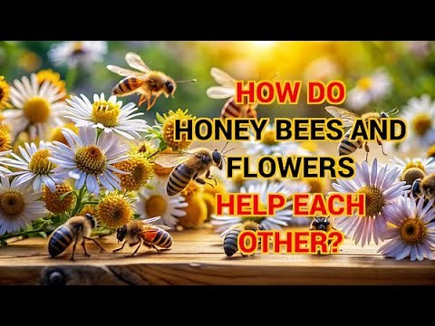 How do honey bees and flowers help each other? | AskNShare | QnA Series 17