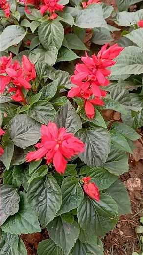 Impression phool garden work