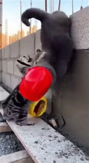 Funny Construction Site Cat Scuffle: American Shorthair vs British Shorthair