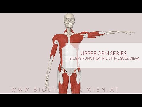 Biceps Functions Multi Muscle View, Upper Arm Series Part 2a (3D Animation)