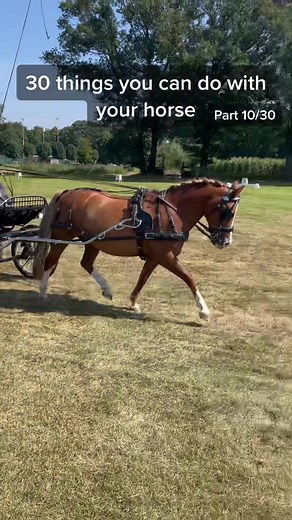 30 things you can do with your horse ✨braid your horse hair✨#horses #horsesoftiktok #paard #paardenmeisje #horsegirl #pferd #foryou #foryoupage