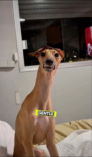 Meet the Greyhound: Speedy Outside, Sleepy Inside #greyhound