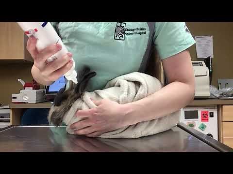 How to clean your rabbit's ears