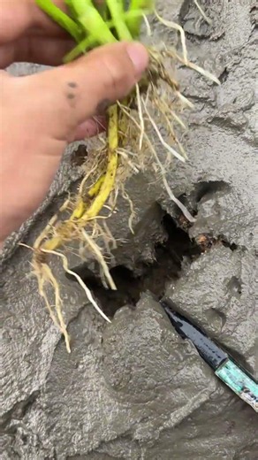 The Simplest Way to Plant in Wet Mud! 🌱🚜 #shorts