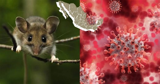Confirman presencia de roedores portadores del hantavirus en México: ¿Puebla está en riesgo?