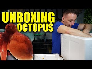 The octopus and sharks are here!