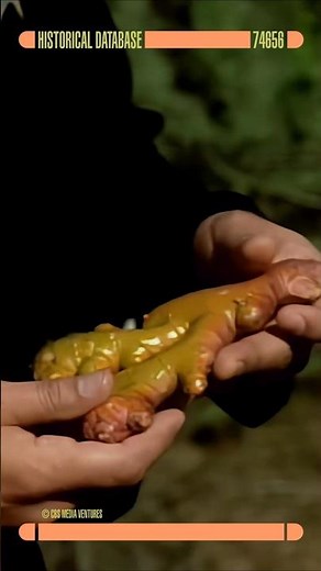 Leola Root Explained in 10 Seconds 🖖 #StarTrek #SciFiFood #Shorts