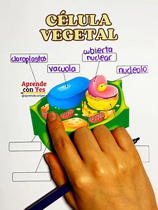 Partes de la célula vegetal y sus funciones | Aprende con Yes