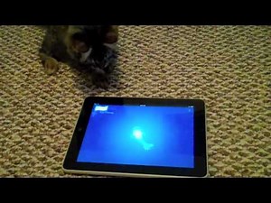 Rocky playing with Friskies Cat Fishing iPad app