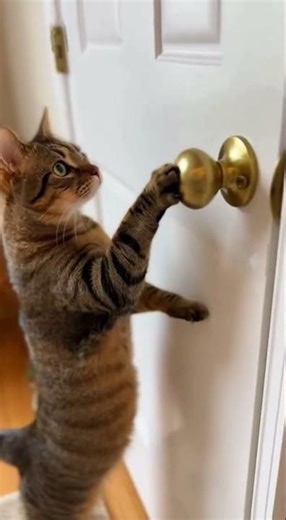 Cat Unlocks Door — Owner Shocked!