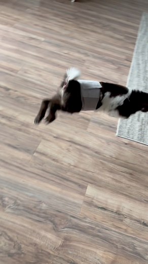 A Look Back At Baby Goat Hops Of Mr. Pickles #goats #pets #nigeriandwarfgoats #babygoats | Kids On Kerth