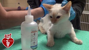 ARF is waiving adoption fees on adult dogs and cats today, Friday, Oct. 13 through Sunday, Oct. 15. Come find a new furry family member while helping us make room for evacuees from the NorCal fires. https://www.arflife.org/adoptable-pets | Joybound People & Pets