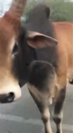 CRAZY BULL ATTACKS CAR! #bull #attacks #india #sora #ai #viralvideo