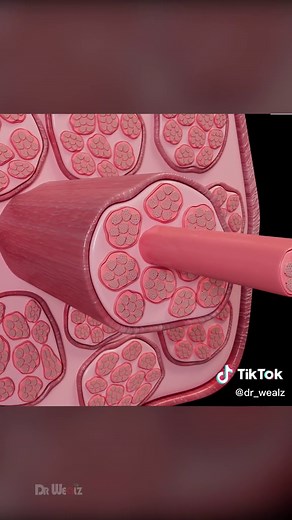 Muscle Growth Explained: 3D Animation