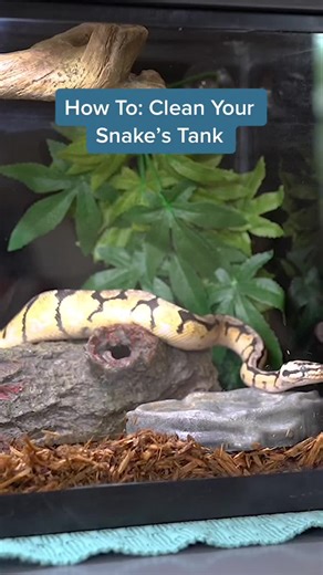 How to Properly Clean Your Snake's Tank for #WorldSnakeDay