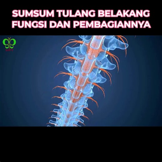 FUNCTIONS AND DIVISIONS OF THE SPINAL CORD #science #learning #biology