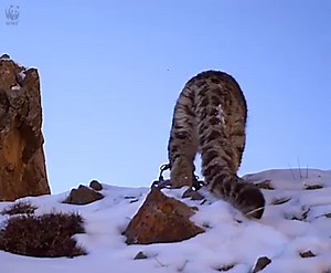 574K views · 15K reactions | This camera-trap footage is...