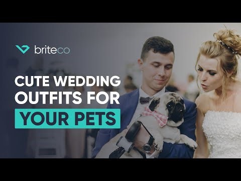 Pet Wedding Outfits: Dog of Honor Ideas & Photo Tips