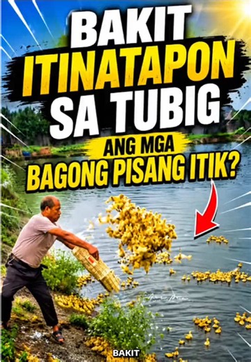 Bakit Ginagawa Ito sa Mga Bibe? Sagot Para sa Duck Farming