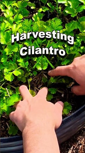 🌿How And When To Harvest Cilantro🌿 Thanks For 3k 🎉