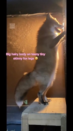 7.7K views · 369 reactions | Reply to @zeffie_davis02 she past bedtime to show her skinny fox legs | Fox Fan Club | Facebook