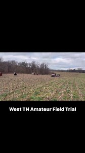 Red roan gelding did a good job with the large crowd and ATVs at the West TN Amateur Field Trial #fieldtrials #twh #TWHBEA | Cocklebur Farms