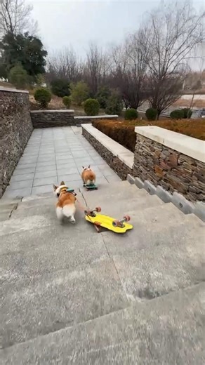 dog v/s🐕New Gadgets |New ViralGadgets, Smart Appliances, Kitchen Utensils😱🤯#shorts#ytshorts