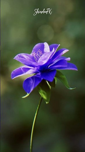 Stunning 3D Flower Animation in Cinema 4D & Octane!