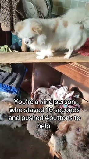 Every amount counts it's a couple of days without food at the shelter any thing can help #helpfeed