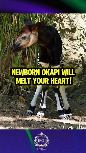 Cutest Baby Okapi Ever‼️