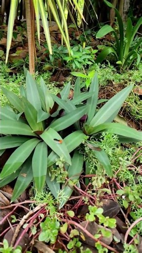 Identify the Butterfly