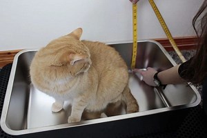 7 Best Stainless Steel Cat Litter Boxes: Sleek and Practical