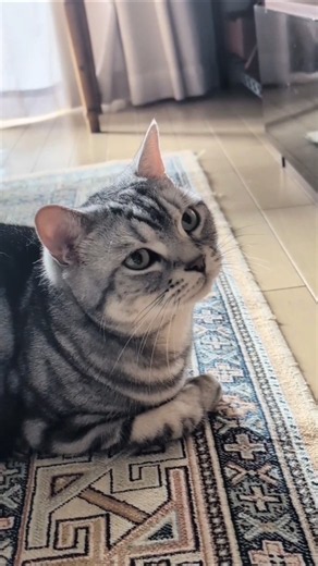 アメショーのラッテ #アメショ ＃アメリカンショートヘア#猫との暮らし#猫#cat
