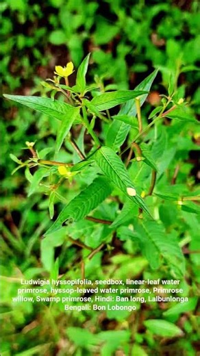 Ludwigia hyssopifolia, seedbox, linear leaf water primrose, Primrose willow