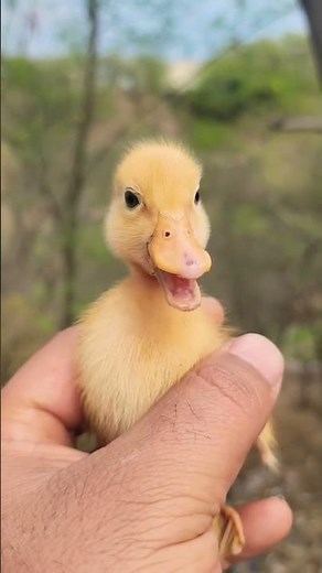 Baby Duck Crying Non-Stop 🐥 | How to Calm a Crying Duckling #duck #birds #animallife