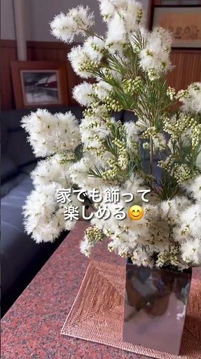 ティーツリーの魅力を簡単に解説ー