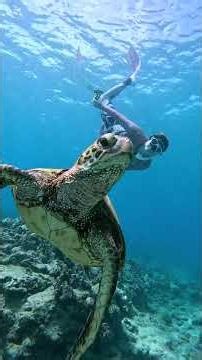 Underwater Turtle Adventure!