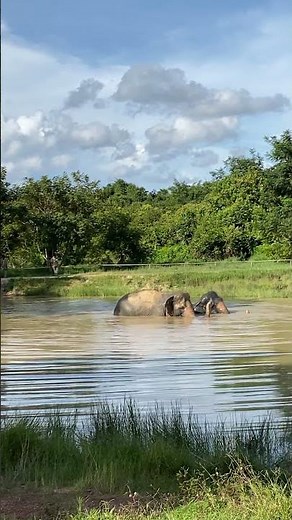 Heartfelt Elephant Feeding Moments | Love, Care & Visitor Reactions at the Sanctuary