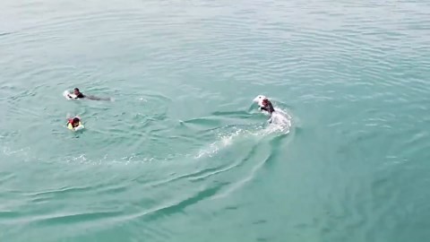 Water Electric Surfboard Longboard,Electric Surfboard with Standard & Sport Mode,Equipped with Intelligent Display Screen,for Seaside, Water Park, and Swimming Pool Projects