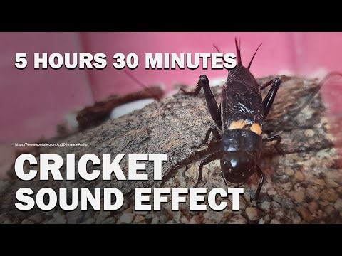 Cricket Sound Effect 38 Minutes + 300 Minutes