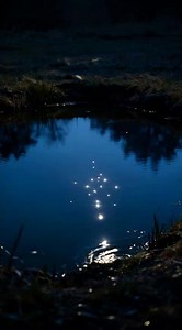 A small pond reflecting stars that aren’t in the sky.