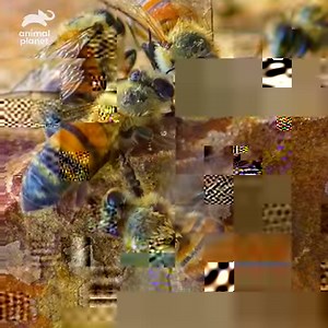 174K views · 1.1K reactions | When killer bees are provoked, they send SIXTY percent of their hive to fight... OUCH! Watch #BraveTheWild Sundays at 9pm! | Animal Planet | Facebook