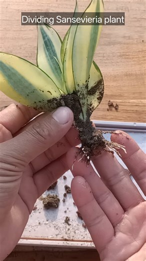 Dividing Sansevieria plant 🌱 #sansevieria #gardening #garden #plants #reels #trendingreels #trendingreelsvideo #facebookviral #facebookreelsviral | Gardening Ideas